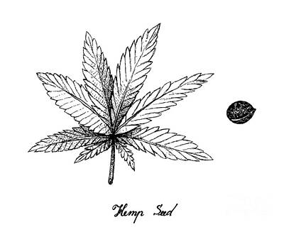 Food And Beverage Drawings - Hand Drawn of Hemp Leaf and Seeds by Iam Nee