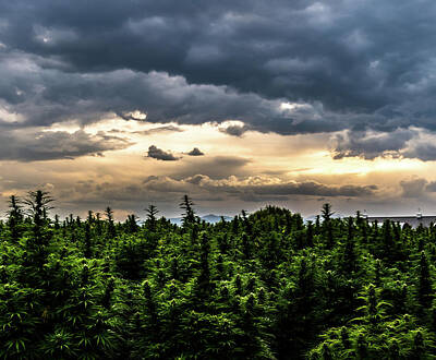 Landscapes Royalty-Free and Rights-Managed Images - Hemp Field Sunset 22 by Hemp Landscapes