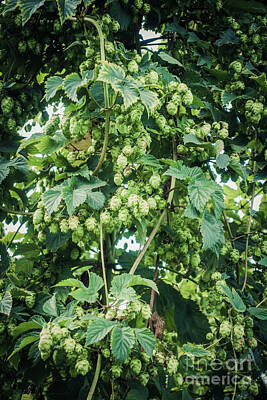 Beer Photos - Hops cones,, hop cones on plant, Humulus lupus, beer making. by Perry Van Munster