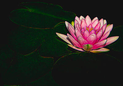 Lilies Mixed Media - Hot Pink Water Lily by Rosalie Scanlon