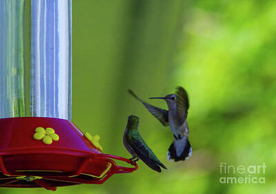 Jolly Old Saint Nick - Hummers at the feeder by Jeff Swan