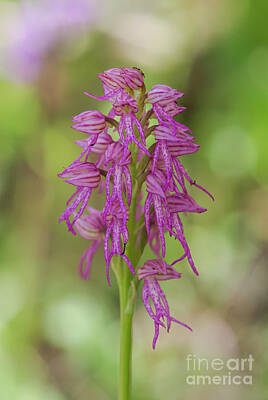 Modern Kitchen - Hybrid orchid, orchis italica x orchis anthropophora, orchis bivonae tod, Andalusia, Spain. by Perry Van Munster