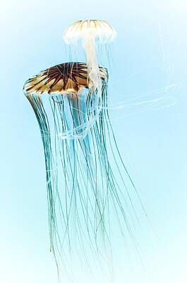 Golden Gate Bridge - Japanese Sea Nettles Jellyfish #2 by Marianna Mills