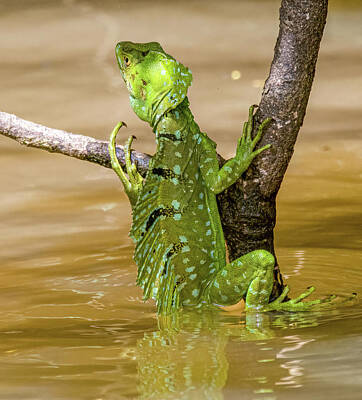Reptiles Rights Managed Images - Jesus Christ Lizard, Costa Rica Royalty-Free Image by Marcy Wielfaert