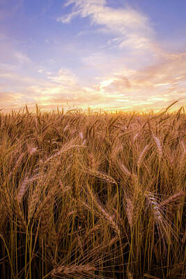 Scott Bean Rights Managed Images - Kansas Wheat Vertical Royalty-Free Image by Scott Bean