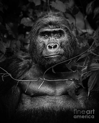 Target Project 62 Abstract - King of the Jungle by Jamie Pham