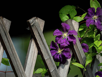 Christmas Cards - Large dark purple blossoms of a clematis by Stefan Rotter