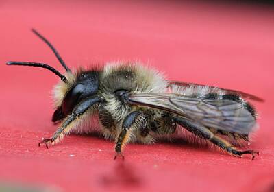 All Black On Trend - Leafcutter bee by Newland Photography