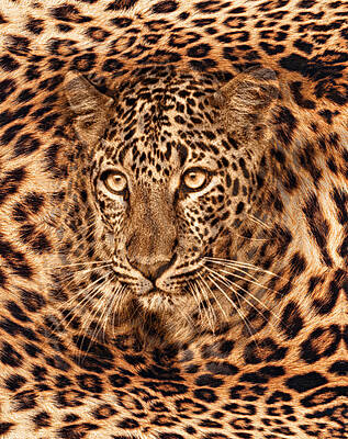 Animals Drawings - Leopard fur skin design pattern print.  by Julien