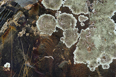Abstract Landscape Photos - Lichen - Abstract by Gary Browne