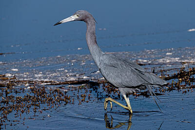 Comedian Drawings - Little Blue Heron by Colin Hocking