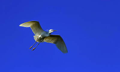 Science Collection - Little egret, egretta garzetta by Elenarts - Elena Duvernay photo