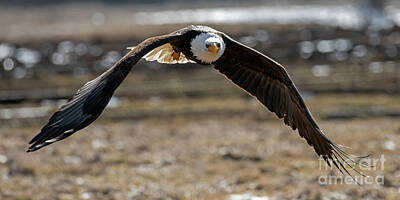 Birds Photo Rights Managed Images - Bald Eagle Head On Royalty-Free Image by Michael Dawson