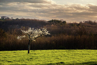 Food And Beverage Photos - Lone blossom tree in spring by Jon Ingall