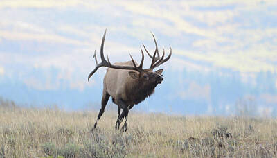 Giuseppe Cristiano Royalty Free Images - Majestic Bull Elk Royalty-Free Image by Whispering Peaks Photography