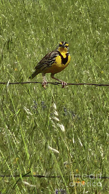 Target Threshold Nature - Meadowlark Attitude - #2 in Sequence of 5 by Karen Conger