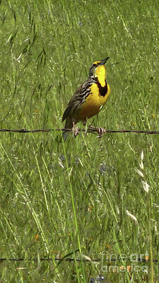 Photo Royalty Free Images - Meadowlark Ready To Trill - #3 in Sequence of 5 Royalty-Free Image by Karen Conger