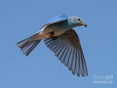 Birds Photo Rights Managed Images - Mountain Bluebird Hover Royalty-Free Image by Michael Dawson