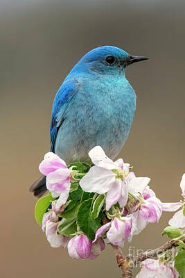 Birds Photo Rights Managed Images - Mountain Bluebird Spring Royalty-Free Image by Michael Dawson