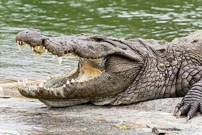 Ingredients Rights Managed Images - Mugger crocodile Royalty-Free Image by SAURAVphoto Online Store