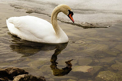Christmas Cards - Mute swan by SAURAVphoto Online Store