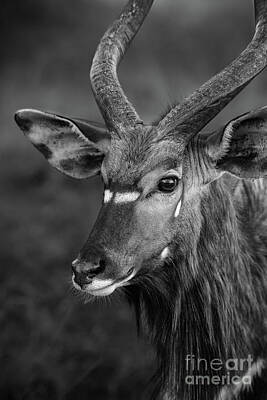 Portraits Royalty-Free and Rights-Managed Images - Nyala Portrait by Jamie Pham