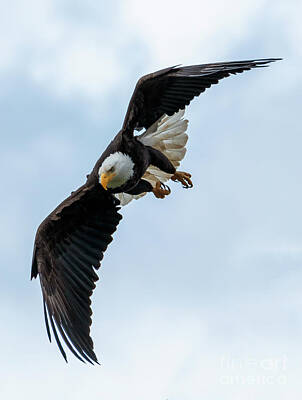 Birds Photo Rights Managed Images - On the Hunt Royalty-Free Image by Michael Dawson
