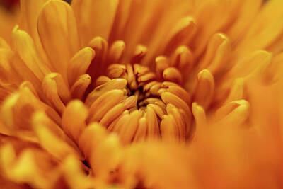 Modern Man Music - orange autumn color macro of Chrysanthemum flower by Alex Grichenko