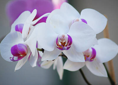 Animals And Earth Rights Managed Images - Orchid Beauty Royalty-Free Image by Stewart Helberg