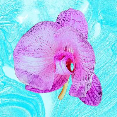 Floral Royalty Free Images - P112-The Orchid Purple Royalty-Free Image by Guillermo Mason