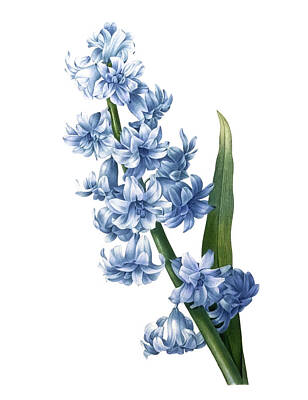 Drawings - Oriental hyacinth by Pierre-Joseph Redoute