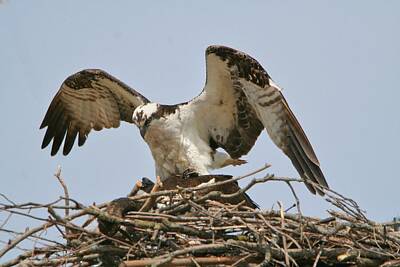 Animals Photos - Osprey mating by Roger Look