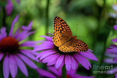 Kids Alphabet - Painted Lady and Purple Coneflower by Elizabeth Dow