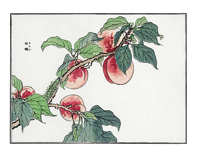 Food And Beverage Digital Art -   peach tree  Churui Gafu  by Celestial Images