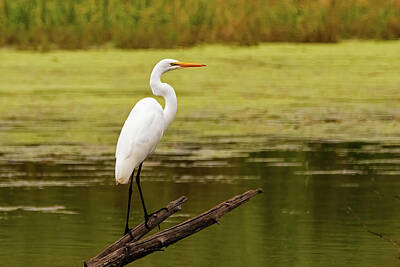Ira Marcus Royalty-Free and Rights-Managed Images - Perched Great Egret by Ira Marcus