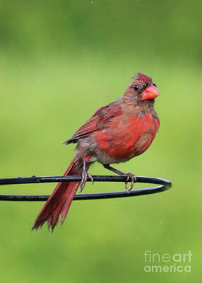 Abstract Water - Perched Young Cardinal by Carol Groenen