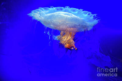 Mother And Child Animals - Phacellophora camtschatica Jellyfish by Wernher Krutein
