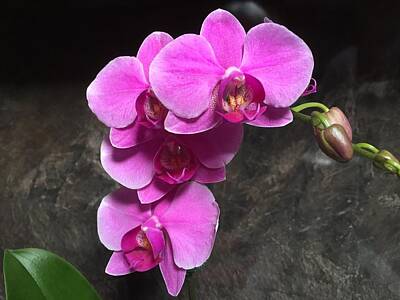 Vintage Diner - Phalaenopsis Orchid by Marlene Challis