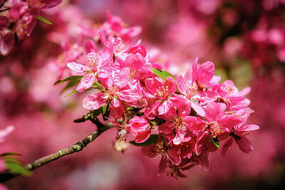 Food And Beverage Photos - Pink Cherry blossom by Jon Ingall