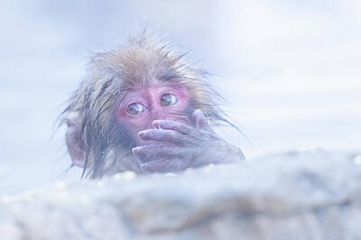 Superhero Ice Pop Rights Managed Images - Portrait of Snow monkey - Japanese Macaque Baby Royalty-Free Image by Kiran Joshi