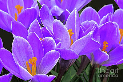 Royalty-Free and Rights-Managed Images - Purple Crocus Flowers by Regina Geoghan