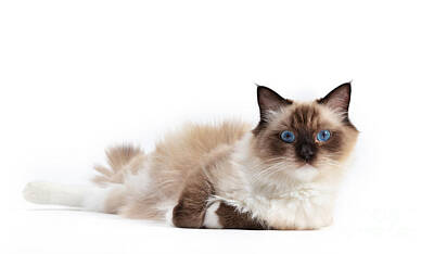 Portraits Photos - Ragdoll cat, small kitten portrait on white background by Michal Bednarek