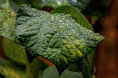 Mans Best Friend Rights Managed Images - Raindrops on Leaves Royalty-Free Image by Robert Ullmann