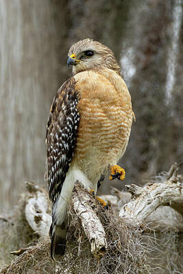 War Ships And Watercraft Posters - Red Shouldered Hawk Yoga by Heather Earl