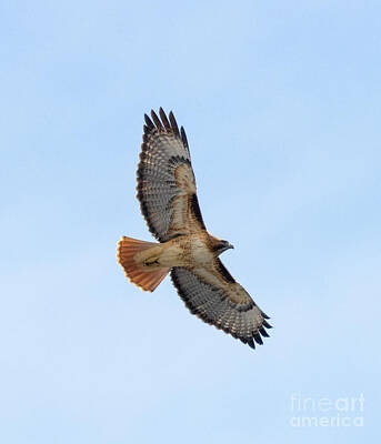 Steven Krull Royalty Free Images - Red Tailed Hawk in Eleven Mile Canyon Royalty-Free Image by Steven Krull