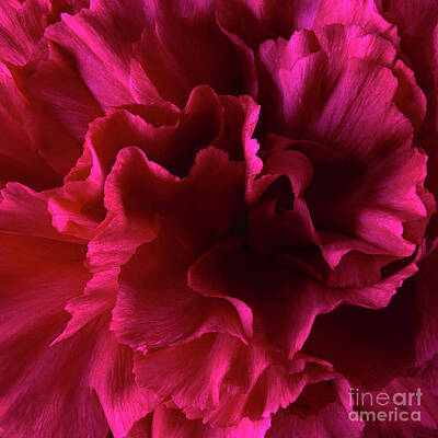 Abstract Flowers Royalty-Free and Rights-Managed Images - Red Wild Carnation by Tony Cordoza
