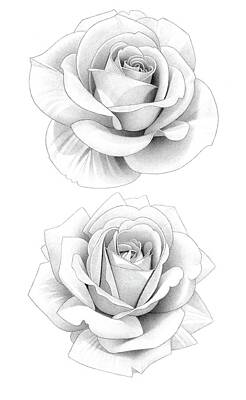 Roses Drawings - Two Roses Pencil Drawing 39 by Matthew Hack