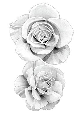 Roses Drawings - Roses Pencil Drawing 41 3 by Matthew Hack