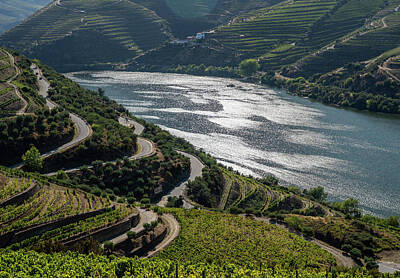Mellow Yellow - Rows of grape vines line the Douro river valley by Steven Heap