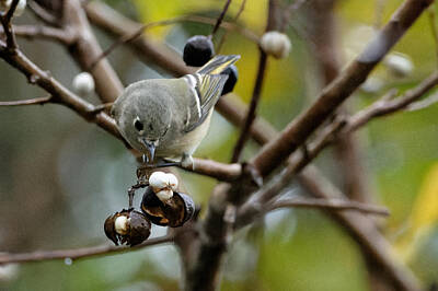 The Beach House - Ruby Crowned Kinglet by Colin Hocking